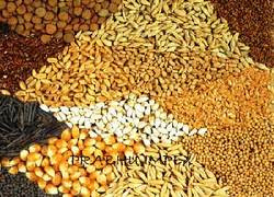 Cattle Feeds Manufacturer Supplier Wholesale Exporter Importer Buyer Trader Retailer in vijayawada  India